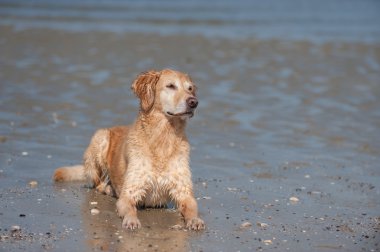 Golden Retriever liegt im Wasser