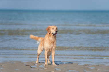 Golden Retriever Rüde am Strand