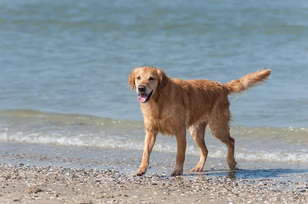 Retriever dourado estou strand — Fotografia de Stock