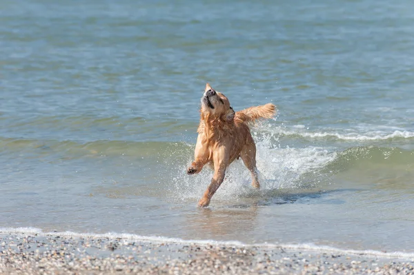 Golden Retriever im Wasser — Foto de Stock