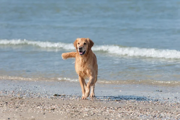 Zlatý retrívr am strand — Stock fotografie