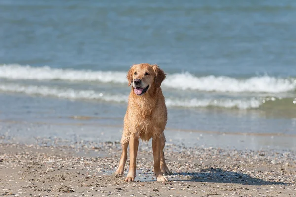 Złoty pies myśliwski am strand — Zdjęcie stockowe