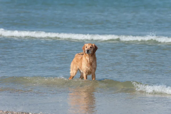 Golden Retriever im Wasser — Photo