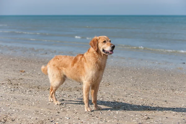 Golden Retriever am Strand — Stock Photo, Image