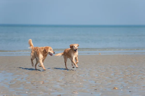 Golden Retriever Rüde und Hündin am Strand —  Fotos de Stock