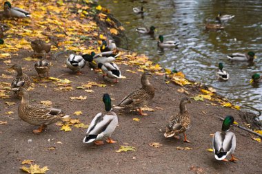 Parktaki göl kıyısındaki vahşi ördekler, yaban ördekleri, gri dişi ve erkek ördekler sonbaharda vahşi suda yüzerler.