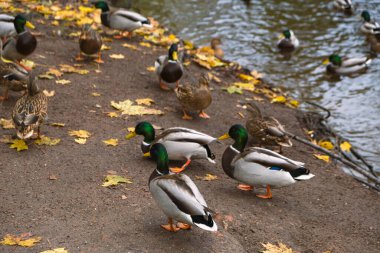 Parktaki göl kıyısındaki vahşi ördekler, yaban ördekleri, gri dişi ve erkek ördekler sonbaharda vahşi suda yüzerler.