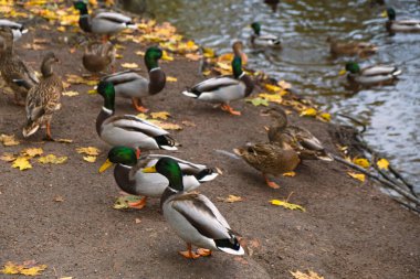 Parktaki göl kıyısındaki vahşi ördekler, yaban ördekleri, gri dişi ve erkek ördekler sonbaharda vahşi suda yüzerler.