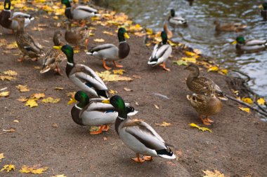 Parktaki göl kıyısındaki vahşi ördekler, yaban ördekleri, gri dişi ve erkek ördekler sonbaharda vahşi suda yüzerler.