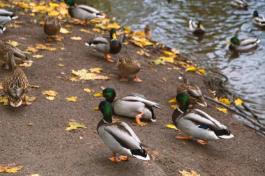 Parktaki göl kıyısındaki vahşi ördekler, yaban ördekleri, gri dişi ve erkek ördekler sonbaharda vahşi suda yüzerler.