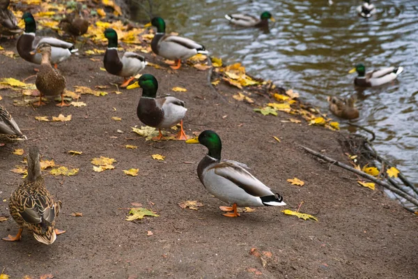 Canards Sauvages Sur Rive Lac Dans Parc Colverts Canards Gris — Photo