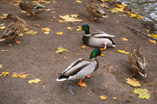 Vilda Ankor Sjöstranden Parken Gräsänder Grå Hon Och Hanankor Det — Stockfoto