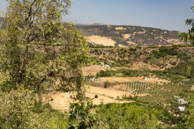İspanya 'nın Ronda şehrinde ağaçlarla kaplı bir tepe manzarası