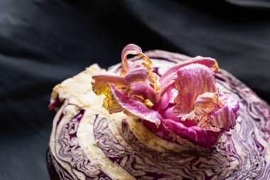 Kırmızı lahana, yarım kesilmiş lahana güzel pembe bir çiçek filizlenmiş siyah arka planda leylak yaprakları, koyu renkli bir fotoğraf, uzaylı yemeği çiçeği.