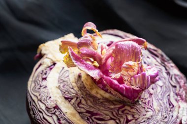 Kırmızı lahana, yarım kesilmiş lahana güzel pembe bir çiçek filizlenmiş siyah arka planda leylak yaprakları, koyu renkli bir fotoğraf, uzaylı yemeği çiçeği.