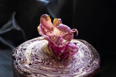 Kırmızı lahana, yarım kesilmiş lahana güzel pembe bir çiçek filizlenmiş siyah arka planda leylak yaprakları, koyu renkli bir fotoğraf, uzaylı yemeği çiçeği.