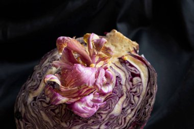 Kırmızı lahana, yarım kesilmiş lahana güzel pembe bir çiçek filizlenmiş siyah arka planda leylak yaprakları, koyu renkli bir fotoğraf, uzaylı yemeği çiçeği.