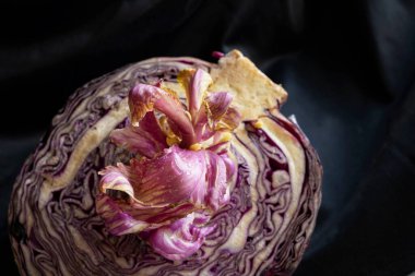 Kırmızı lahana, yarım kesilmiş lahana güzel pembe bir çiçek filizlenmiş siyah arka planda leylak yaprakları, koyu renkli bir fotoğraf, uzaylı yemeği çiçeği.