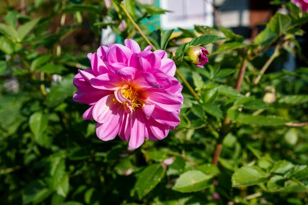 Ярко Розовые Цветы Георгины Саду — стоковое фото
