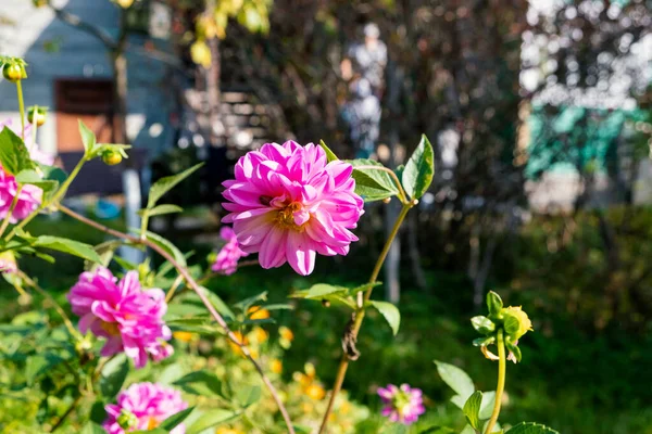 Bahçedeki Parlak Pembe Yıldız Çiçekleri Kapanıyor Bir Arı Çiçeği Döllüyor — Stok fotoğraf