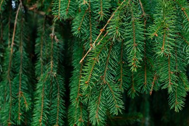 Yeşil ladin çam dalları arka plan deseni