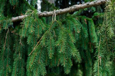 Yeşil ladin çam dalları arka plan deseni