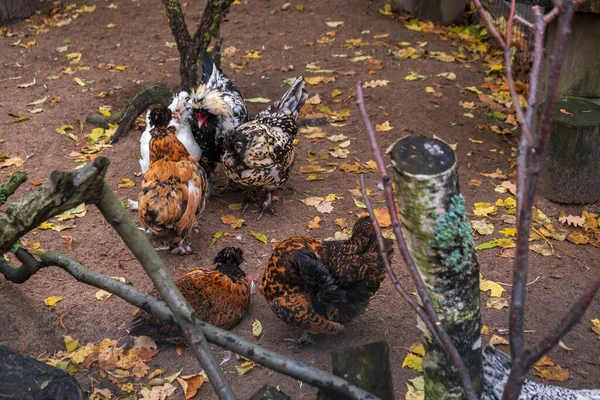 Szabadtartású Foltos Fehér Csirkék Ősszel — Stock Fotó