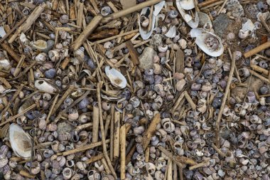 Arkaplan dokusu deniz temalı taşlar, çakıl taşları, deniz kabukları