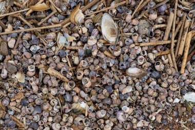 Arkaplan dokusu deniz temalı taşlar, çakıl taşları, deniz kabukları