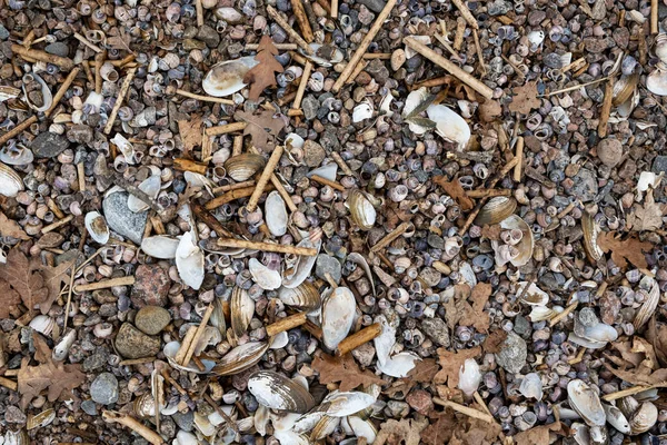 Tło Tekstura Morze Motyw Kamienie Kamyki Muszle — Zdjęcie stockowe