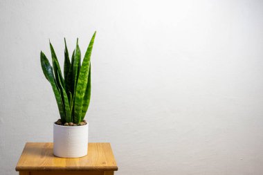 Modern trend sansevieria zeylanica beyaz tencerede gri arkaplan üzerine metin için ücretsiz kopya alanı, minimal ev tasarımı