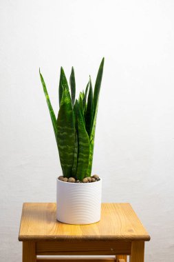 Modern trend sansevieria zeylanica beyaz tencerede gri arkaplan üzerine metin için ücretsiz kopya alanı, minimal ev tasarımı
