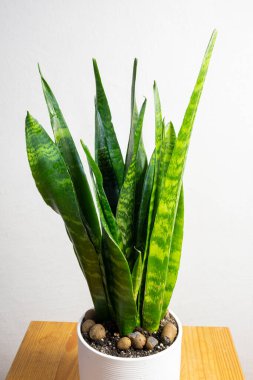 Modern trend sansevieria zeylanica beyaz tencerede gri arkaplan üzerine metin için ücretsiz kopya alanı, minimal ev tasarımı