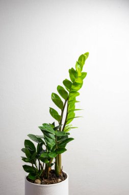 Modern trend bitki zamioculcas in a white pot with free copy space for text on gray background, minimal ev tasarımı