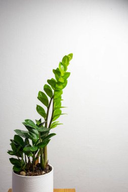 Modern trend bitki zamioculcas in a white pot with free copy space for text on gray background, minimal ev tasarımı