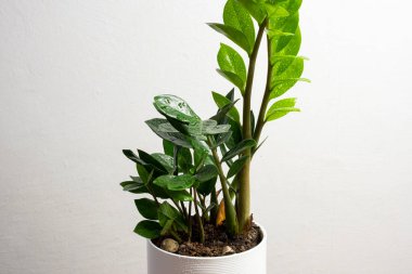 Modern trend bitki zamioculcas in a white pot with free copy space for text on gray background, minimal ev tasarımı