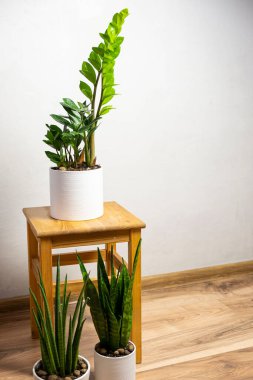 Modern çoğu trend bitkiler sansevieria silindiri, zeylanica, zamioculcas ahşap taburede beyaz kaplar üzerinde ücretsiz fotokopi alanı ile gri arkaplan üzerinde yazı için, minimal ev tasarımı