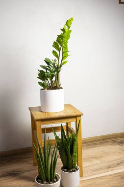 Modern çoğu trend bitkiler sansevieria silindiri, zeylanica, zamioculcas ahşap taburede beyaz kaplar üzerinde ücretsiz fotokopi alanı ile gri arkaplan üzerinde yazı için, minimal ev tasarımı
