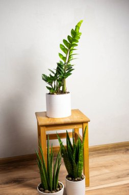 Modern çoğu trend bitkiler sansevieria silindiri, zeylanica, zamioculcas ahşap taburede beyaz kaplar üzerinde ücretsiz fotokopi alanı ile gri arkaplan üzerinde yazı için, minimal ev tasarımı