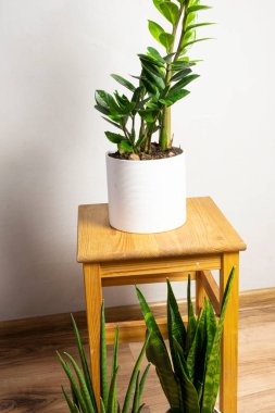 Modern çoğu trend bitkiler sansevieria silindiri, zeylanica, zamioculcas ahşap taburede beyaz kaplar üzerinde ücretsiz fotokopi alanı ile gri arkaplan üzerinde yazı için, minimal ev tasarımı