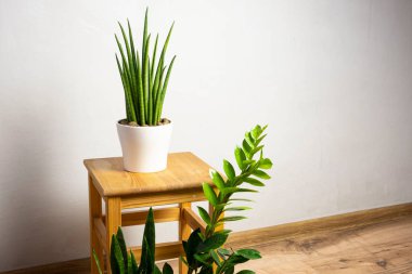 Modern çoğu trend bitkiler sansevieria silindiri, zeylanica, zamioculcas ahşap taburede beyaz kaplar üzerinde ücretsiz fotokopi alanı ile gri arkaplan üzerinde yazı için, minimal ev tasarımı