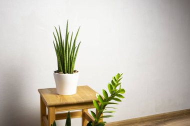 Modern çoğu trend bitkiler sansevieria silindiri, zeylanica, zamioculcas ahşap taburede beyaz kaplar üzerinde ücretsiz fotokopi alanı ile gri arkaplan üzerinde yazı için, minimal ev tasarımı
