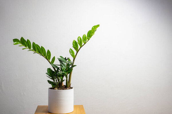 Modern trend plant zamioculcas in a white pot with free copy space for text on grey background, minimal home design