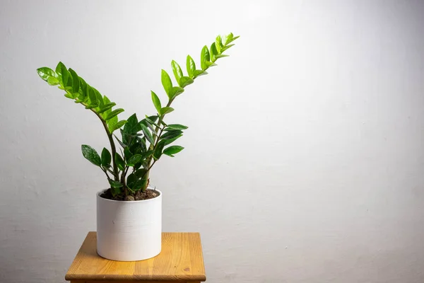 Moderne Trendpflanze Zamioculcas Weißen Topf Mit Freiem Kopierraum Für Text — Stockfoto