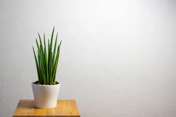 Moderne Trendpflanze Sansevieria Cylindrica Weißen Topf Mit Freiem Kopierraum Für — Stockfoto