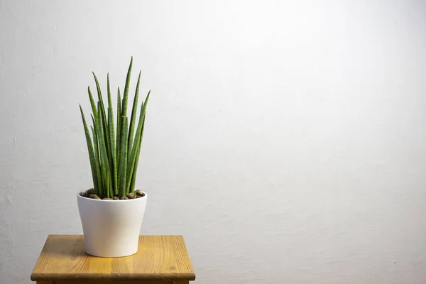 Moderne Trendpflanze Sansevieria Cylindrica Weißen Topf Mit Freiem Kopierraum Für — Stockfoto