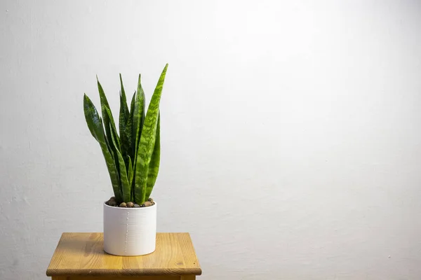 Moderne Trendpflanze Sansevieria Zeylanica Weißen Topf Mit Freiem Kopierraum Für — Stockfoto