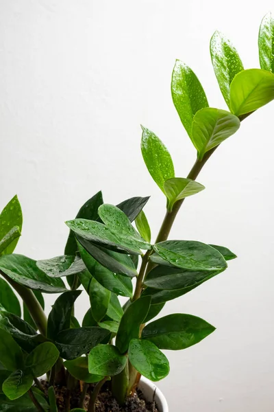 Planta Tendencia Moderna Zamioculcas Maceta Blanca Con Espacio Copia Gratuito — Foto de Stock