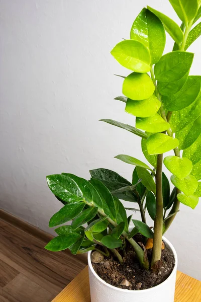 Planta Tendencia Moderna Zamioculcas Maceta Blanca Con Espacio Copia Gratuito — Foto de Stock