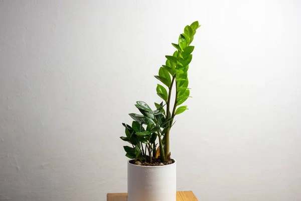 Modern Trend Plant Zamioculcas White Pot Free Copy Space Text — Stock Photo, Image